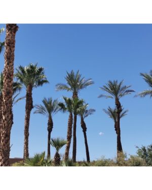 Hugo Wong Instagram - Coachella 天氣太好喇☀️
方圓唔知幾多公里只有一舊小雲☁️

#desertlife #palmtrees