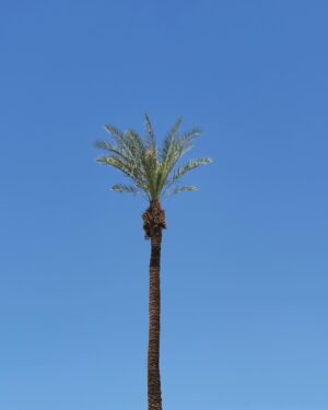 Hugo Wong Instagram - Coachella 天氣太好喇☀️
方圓唔知幾多公里只有一舊小雲☁️

#desertlife #palmtrees