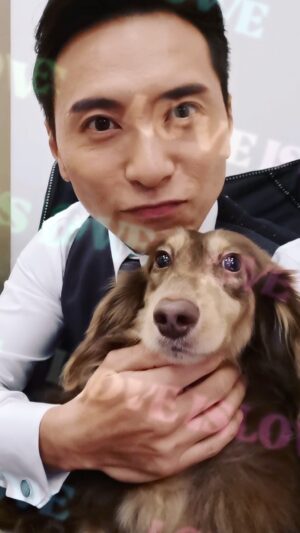 Hugo Wong Instagram - 在「寵愛PetPet」裡面
每一隻狗狗都好乖好得意
佢叫朱古力 真係又斯文又優雅

#寵愛petpet 
#小可愛