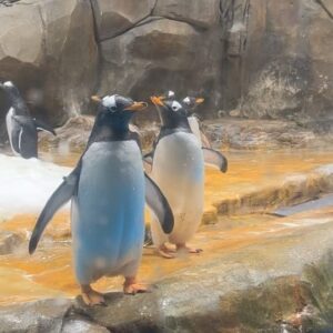 Hui Yin Instagram - 山上三人組🐧
呢幾年都太忙了
難得有空在企鵝館9hea 9分鐘
想起以前拍《拳王媽媽》、度《掃毒造星》的時光🥹

#試玩毛