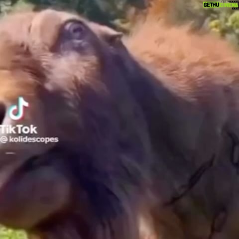 Hwang Je-sung - 3K Likes - Camel VS king smith