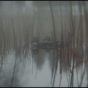 Ian Hubert Instagram - Lazy tutorial #14 or something!! Ducks. This one is dear to my heart. .
.
#b3d #blender3d #animation #tutorial #lazytutorials #ducks #grass #filmmaking #vfx #cg #digitalart