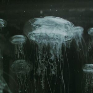 Ian Hubert Instagram - I've been working on jellyfish for the past couple days, and I'm really glad with how they turned out (tried a lot over the years, always with horrifying results)! All the animation is just a single wave modifier; it works kinda eerily well!

Also designed a little jellyfish shop for the Waterworks Market scene.  Turned out very similar to how I pictured it in my head (sort of a "back of the pet store" vibe), which is always fun. 

Render times are intense, though!

#jellyfish #cg #vfx #b3d #blender3d #scifi #cyberpunk #filmmaking #digitalart