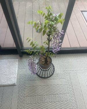 Ichikawa Ebizo XI Instagram - *
Wisteria and peony,
my favorite is peony 
Looking forward for it to bloom…

藤と牡丹、

私は牡丹が一番好き

開くの楽しみ、、

#市川團十郎白猿 #市川海老蔵 #海老蔵 #市川新之助 #成田屋 #歌舞伎 #歌舞伎座 #和 #舞台 #三千世界 #ABKAI #ABMORI #ebizoichikawa #ebizo #kabuki #thunderparty #theater #theaterarts #actor #kabukiactor #japan #classic #traditionaljapan #japaneseculture
#japan_og_insta #performingarts