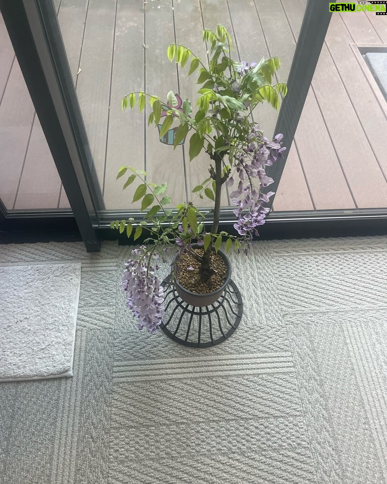 Ichikawa Ebizo XI - 9.7K Likes - *
Wisteria and peony,
my favorite is peony
Looking forward for it to bloom…
藤と牡丹、
私は牡丹が一番好き
開くの楽しみ、、
#市川團十郎白猿 #市川海老蔵 #海老蔵 #市川新之助 #成田屋 #歌舞伎 #歌舞伎座 #和 #舞台 #三千世界 #ABKAI #ABMORI #ebizoichikawa #ebizo #kabuki #thunderparty #theater #theaterarts #actor #kabukiactor #japan #classic #traditionaljapan #japaneseculture
#japan_og_insta #performingarts