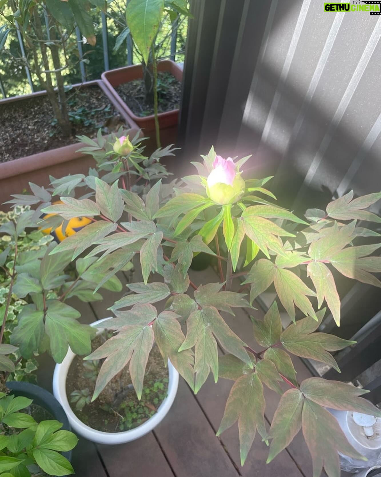 Ichikawa Ebizo XI - 9.7K Likes - *
Wisteria and peony,
my favorite is peony
Looking forward for it to bloom…
藤と牡丹、
私は牡丹が一番好き
開くの楽しみ、、
#市川團十郎白猿 #市川海老蔵 #海老蔵 #市川新之助 #成田屋 #歌舞伎 #歌舞伎座 #和 #舞台 #三千世界 #ABKAI #ABMORI #ebizoichikawa #ebizo #kabuki #thunderparty #theater #theaterarts #actor #kabukiactor #japan #classic #traditionaljapan #japaneseculture
#japan_og_insta #performingarts