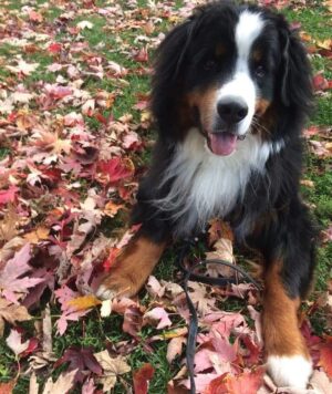 India Desjardins Instagram - Gustav 🍁
.
.
📸 @vanessa_tetreault_photo .
.
.
#bouvierbernois #dogsofinstagram #dogoftheday #bernesemountaindogs #berneseofinstagram #berneselovers #fall #montreal #parclaurier