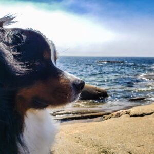 India Desjardins Instagram - Top modèle 📸

#hickingwithdogs #bouvierbernois #bernesemountaindog #dogsofinstagram #quebecoriginal #tourismequébec