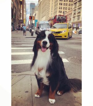 India Desjardins Instagram - Un prince à New-York 👑 .
.
.
.
#newyork #newyorkcity #bernesemountaindogs #bouvierbernois #dogsofinstagram #dogsofnewyork