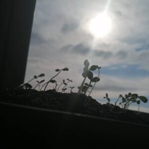 Ingrid Bolsø Berdal Instagram - Seems like something is going on with seeds, plants and sunlight.