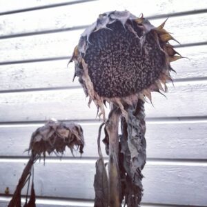 Ingrid Bolsø Berdal Instagram - Cycles. Oh mama nature, the magic that you are. Endings are just a part of beginnings. And life always grows, seems like.