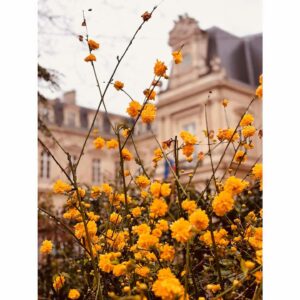 Ingrid St-Pierre Instagram - Printemps hâtif. 🌸
🌸
#paris #douxparis