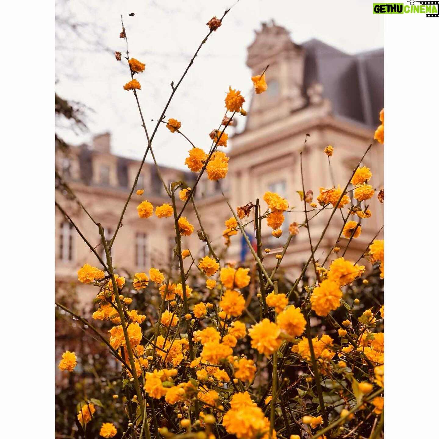 Ingrid St-Pierre - 309 Likes - Printemps hâtif. 🌸
🌸
#paris #douxparis