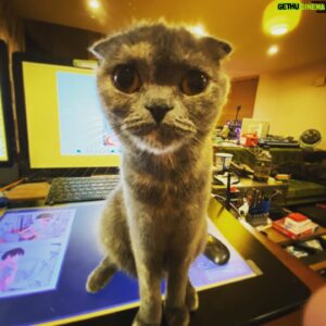 Inio Asano Instagram - 今日も猫がすごいこっちを見てくる。
