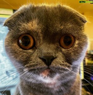 Inio Asano Instagram - 猫ってこんな顔だっけ？