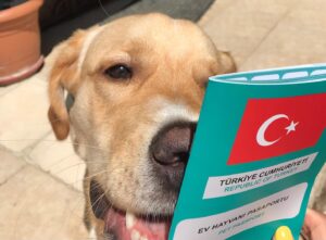 İpek Çiçek Instagram - bon voyage 🐶