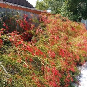 Irene Cara Instagram - Look at my Firecrackers blooming just in time for the 4th of July