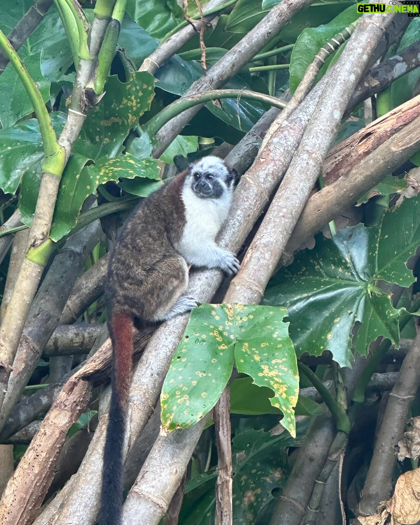 Iris de Graaf - 2.7K Likes - Zo’n prachtige en bijzondere reis mogen maken met mijn beste vriendinnetje @isabelvr 🤍 enorm verrast door Panama - een echte urban jungle, waar de skyscrapers doen denken aan NYC of Dubai, maar waar de ongelofelijk mooie natuur overal dichtbij is. We besloten hier eigenlijk vrij spontaan heen te gaan vanaf Curacao - ‘zo kom je nog eens ergens’ - maar ik had het voor geen goud willen missen. De mensen, het eten, de muziek. Wie weet word ik in een volgend leven nog wel eens Zuid-Amerika correspondent 🙃. Wil je meer zien van deze reis? Check dan m’n stories in de highlights. Aanrader! 🇵🇦