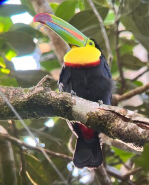 Isabelle Labrecque Instagram - mon itinéraire au Costa Rica: 

montezuma 4 nuits 
santa teresa 3 nuits 
monteverde 2 nuits 
la fortuna 2 nuits 

j’aurais 100% pu passer plus longtemps dans chacune des villes, mais c’est fou la diversité dans un seul pays alors ça valait les détours ❕