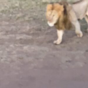 Isha Blaaker Instagram - Hey guys, I know I’ve been away for a while.  I’ve been on Safari, saw some animals, made some friends and basically had a good time.