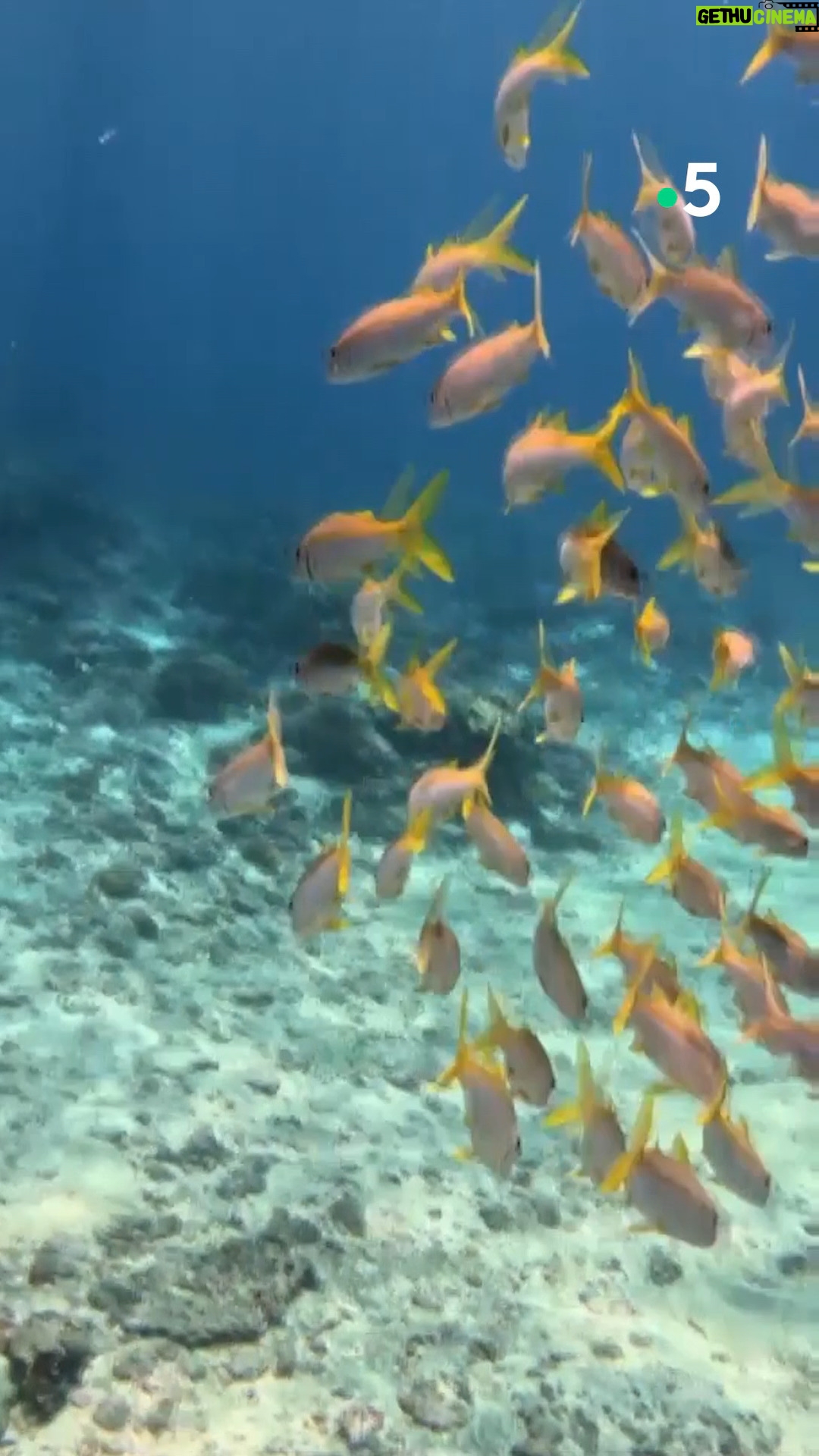 Ismaël Khelifa - 1.6K Likes - @jeromepitorinoff et @lindabortoletto nous font découvrir #bali dans ces Echappées Belles inédites samedi soir à 21h sur @France5. Rendez-vous et plongée avec les #raiesmantas .
Pour (re)voir ces #EchappéesBelles sur @france.tv ➡️ bit.ly/EchappeesBellesReplay
@bo_travail @mathieudespiau @lindajohanna__ @yannmanier @simon_fichet_ #juliensterle