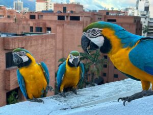 Iván Sánchez Instagram - Primera vez en #Venezuela 🇻🇪
#Caracas en familia. Gracias 🙏🏻♥️

#Soto #LaEsferadeCaracas #ElÁvila #arte #naturaleza 
Gracias por todos los mensajes con cariño de bienvenida 🙏🏻❤️

Ahora aún viene lo mejor…💚😉