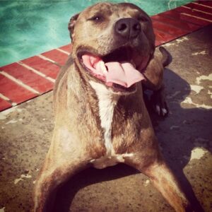 J. D. Pardo Instagram - I love you, Arrow. If you see Jack, tell him I said hello. Rest In Peace, my boy 🙏🏽#pitbull