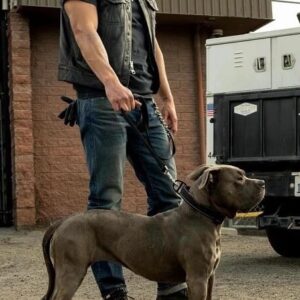 J. D. Pardo Instagram - Absolutely in love with my new Co-Star, Princess (Sally). She has helped me heal from losing my boy, Arrow. Everyday I see her and I get to say “I love you,” and I get to give her a bunch of kisses. She probably hates me smothering her, but she knows I need it. Thanks Princess! #Pitbulls #setlife #mayansmc #actor