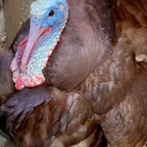 Jack Champion Instagram - Cousins and a turkey #familyreunion