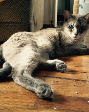 Jack Duarte Instagram - Una Lunita que ahora está bailando arriba…

Me acuerdo la primera vez que llegó a la casa, chiquita, cabía en mis dos manos. De pronto vió a mi gato Brujo y se echó a correr, pensé que se quería esconder de él, pero en cuanto llegué al cuarto donde estaban (en cuanto ella salió disparada, él la persiguió), estaba Brujita acostada panza arriba y Brujo agarrándola a besos. Se volvieron el amor de su vida porque se entendían.

•

También era un poco huraña, a veces le gustaba estar sola, otras veces se aventaba a mis brazos, contra mis manos para que la acariciara… y si intentaba irme, se ponía panza arriba como diciendo “de aquí no te vas”.

Un día, mientras estaba acostada en la terraza, parecía que el sol la pintaba. Pensé “chingados, le quiero tomar una foto pero va a huir en cuanto me acerque”. De todos modos decidí sacar mi cámara acercándome lo más lento posible… y… pum. Me voltea a ver — yo pienso “fuck.” Y la sorpresa fue que empezó a posar cual modelo. Brujita la modelo. Creo que ese fue el inicio de una segunda etapa en nuestra vida.

Te voy a extrañar chaparrita. Quizá, hoy dejaste de ser Bruja; plateada brillando allá arriba, te volviste mi Luna.