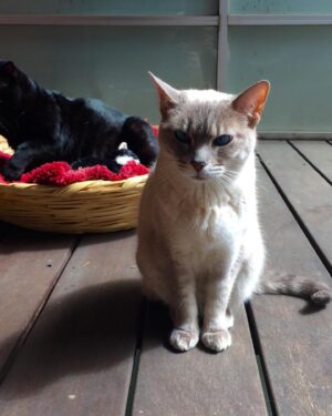 Jack Duarte Instagram - Una Lunita que ahora está bailando arriba…

Me acuerdo la primera vez que llegó a la casa, chiquita, cabía en mis dos manos. De pronto vió a mi gato Brujo y se echó a correr, pensé que se quería esconder de él, pero en cuanto llegué al cuarto donde estaban (en cuanto ella salió disparada, él la persiguió), estaba Brujita acostada panza arriba y Brujo agarrándola a besos. Se volvieron el amor de su vida porque se entendían.

•

También era un poco huraña, a veces le gustaba estar sola, otras veces se aventaba a mis brazos, contra mis manos para que la acariciara… y si intentaba irme, se ponía panza arriba como diciendo “de aquí no te vas”.

Un día, mientras estaba acostada en la terraza, parecía que el sol la pintaba. Pensé “chingados, le quiero tomar una foto pero va a huir en cuanto me acerque”. De todos modos decidí sacar mi cámara acercándome lo más lento posible… y… pum. Me voltea a ver — yo pienso “fuck.” Y la sorpresa fue que empezó a posar cual modelo. Brujita la modelo. Creo que ese fue el inicio de una segunda etapa en nuestra vida.

Te voy a extrañar chaparrita. Quizá, hoy dejaste de ser Bruja; plateada brillando allá arriba, te volviste mi Luna.