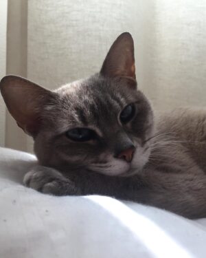 Jack Duarte Instagram - Una Lunita que ahora está bailando arriba…

Me acuerdo la primera vez que llegó a la casa, chiquita, cabía en mis dos manos. De pronto vió a mi gato Brujo y se echó a correr, pensé que se quería esconder de él, pero en cuanto llegué al cuarto donde estaban (en cuanto ella salió disparada, él la persiguió), estaba Brujita acostada panza arriba y Brujo agarrándola a besos. Se volvieron el amor de su vida porque se entendían.

•

También era un poco huraña, a veces le gustaba estar sola, otras veces se aventaba a mis brazos, contra mis manos para que la acariciara… y si intentaba irme, se ponía panza arriba como diciendo “de aquí no te vas”.

Un día, mientras estaba acostada en la terraza, parecía que el sol la pintaba. Pensé “chingados, le quiero tomar una foto pero va a huir en cuanto me acerque”. De todos modos decidí sacar mi cámara acercándome lo más lento posible… y… pum. Me voltea a ver — yo pienso “fuck.” Y la sorpresa fue que empezó a posar cual modelo. Brujita la modelo. Creo que ese fue el inicio de una segunda etapa en nuestra vida.

Te voy a extrañar chaparrita. Quizá, hoy dejaste de ser Bruja; plateada brillando allá arriba, te volviste mi Luna.