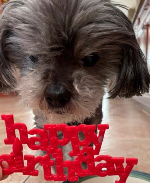 Jack Messina Instagram - Happy birthday Cookie on #nationalpetday 🐾#sweet16 #bigsister 🎂