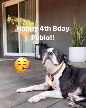 Jacob Vargas Instagram - Happy 4th Birthday to our loyal companion Pablo! Such a smart and loving Dog!