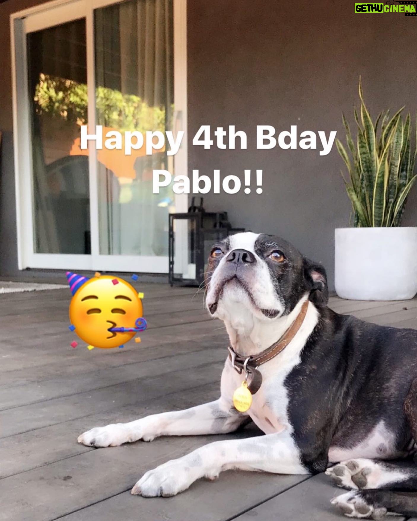 Jacob Vargas - 2.4K Likes - Happy 4th Birthday to our loyal companion Pablo! Such a smart and loving Dog!