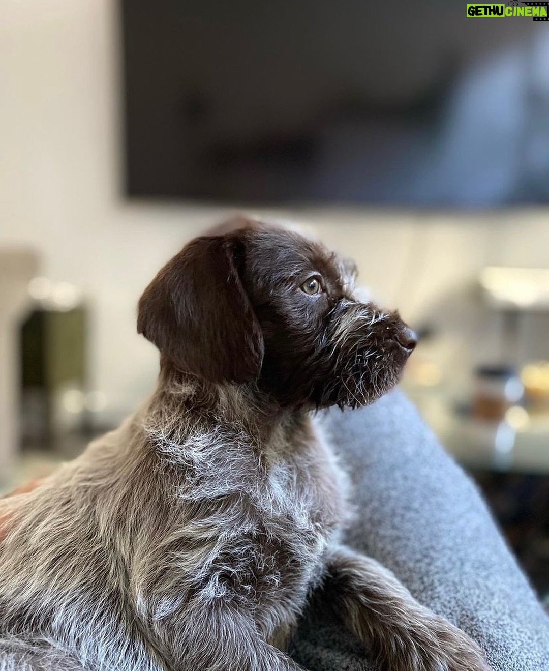 Jacqueline Byers - 488 Likes - Meet Boone. I love him. Give him a follow if you are so inclined: @tiktikboone #dogsofinstagram #dogsofnewyork #nycpup #puppy