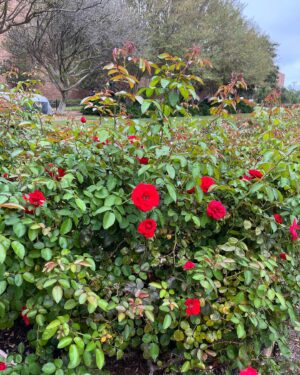 Jacqueline Moore Instagram - At the Tyler Rose Garden museum.
#Tyler #Roses #Texas #garden
