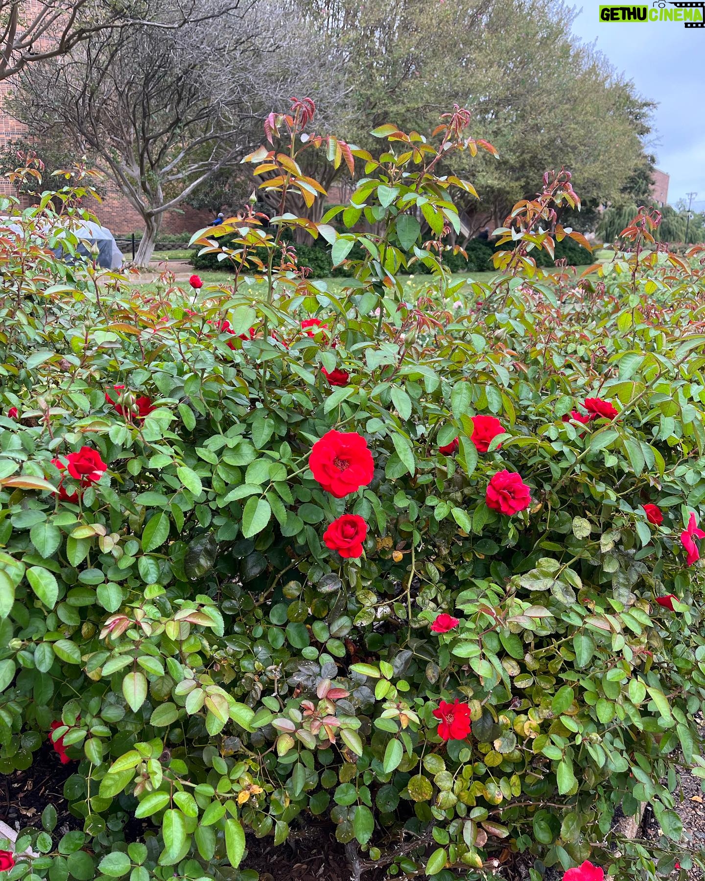 Jacqueline Moore - 1.5K Likes - At the Tyler Rose Garden museum.
#Tyler #Roses #Texas #garden