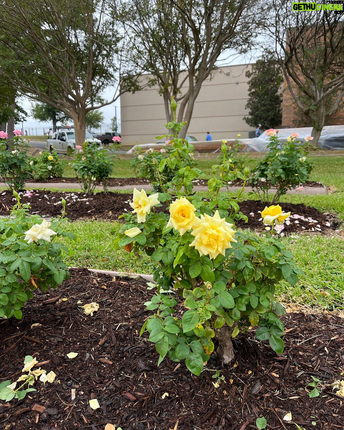 Jacqueline Moore - 1.5K Likes - At the Tyler Rose Garden museum.
#Tyler #Roses #Texas #garden