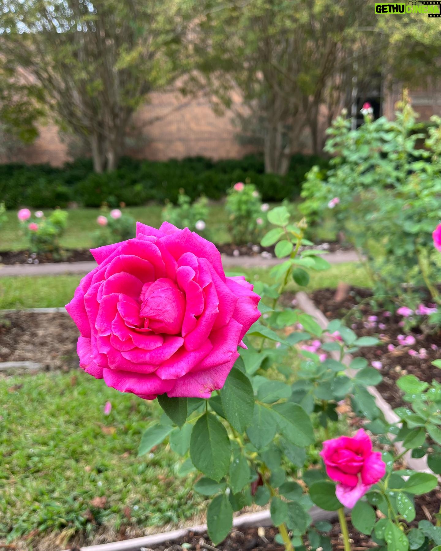 Jacqueline Moore - 1.5K Likes - At the Tyler Rose Garden museum.
#Tyler #Roses #Texas #garden