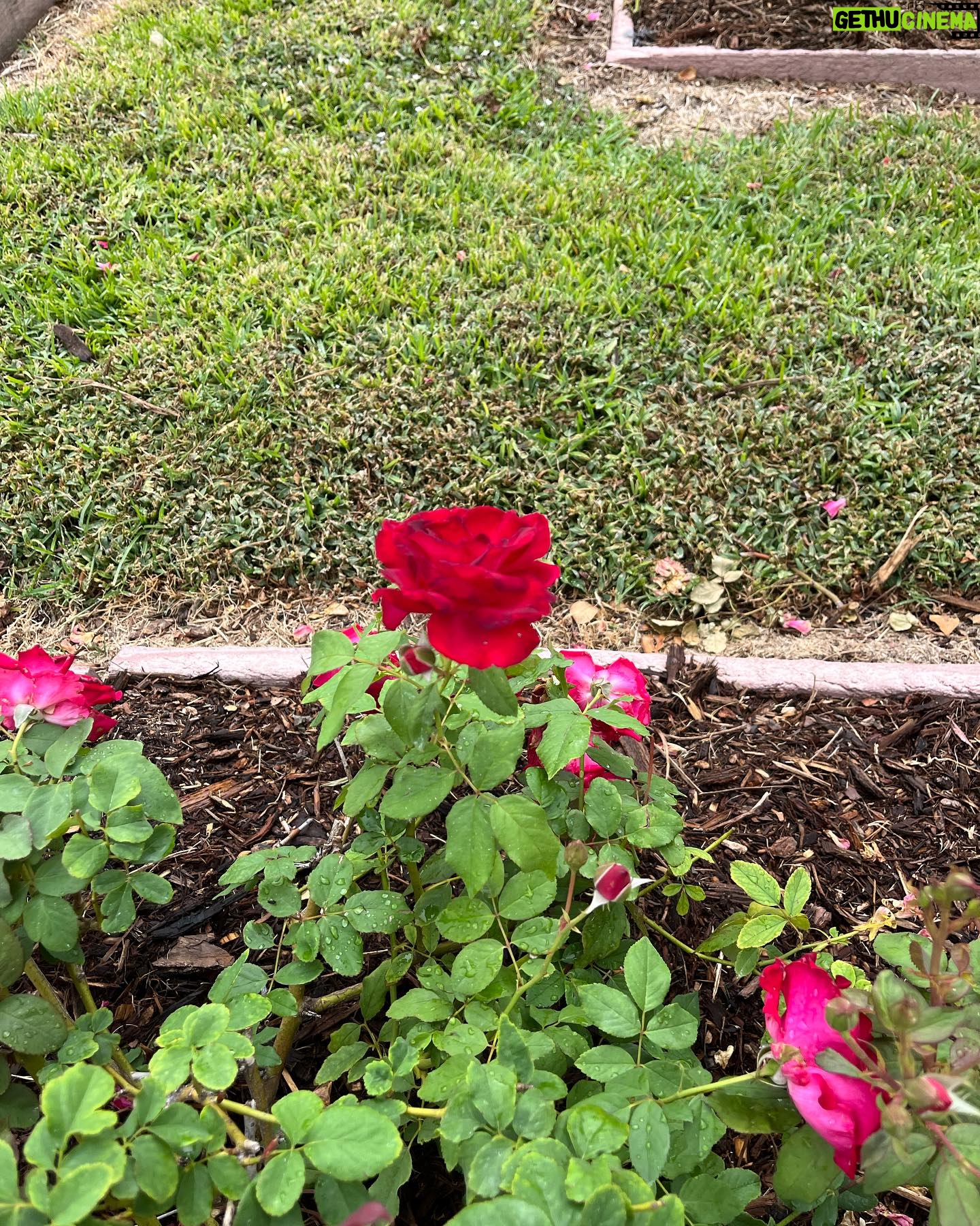Jacqueline Moore - 1.5K Likes - At the Tyler Rose Garden museum.
#Tyler #Roses #Texas #garden