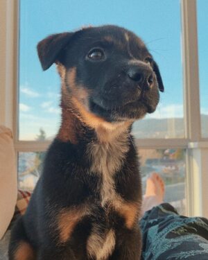 Jade Ma Instagram - it’s my baby boi’s birthday!!

a whole year old and still the cutest, smartest & dumbest lil bundle of joy you ever did see <3