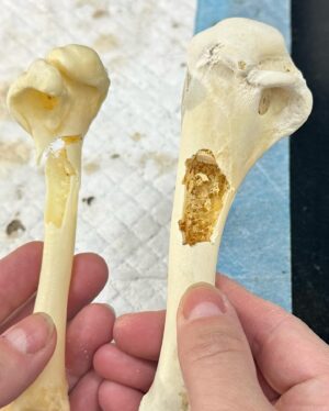 Jahkara Smith Instagram - been getting really heavily involved in museums and fossil prep lately 🥹🥰 if you find any cool bones…save them for me 😂💛🦴💀