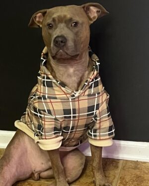 Jaidynn Diore Fierce Instagram - If you didn’t already know, I’m a DADDY 👨🏾 Meet my handsome son #BentleyDiore My baby boy brings me so much joy. I love him so much. #dogmodel #dogdad #dogdadsofinstagram #pitbullsofinstagram. 👨🏾❤️🐕