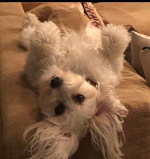 Jaime Bergman Instagram - Happy Birthday Shelby!  Thank you for choosing us to be your family.  @wagsandwalks #rescue