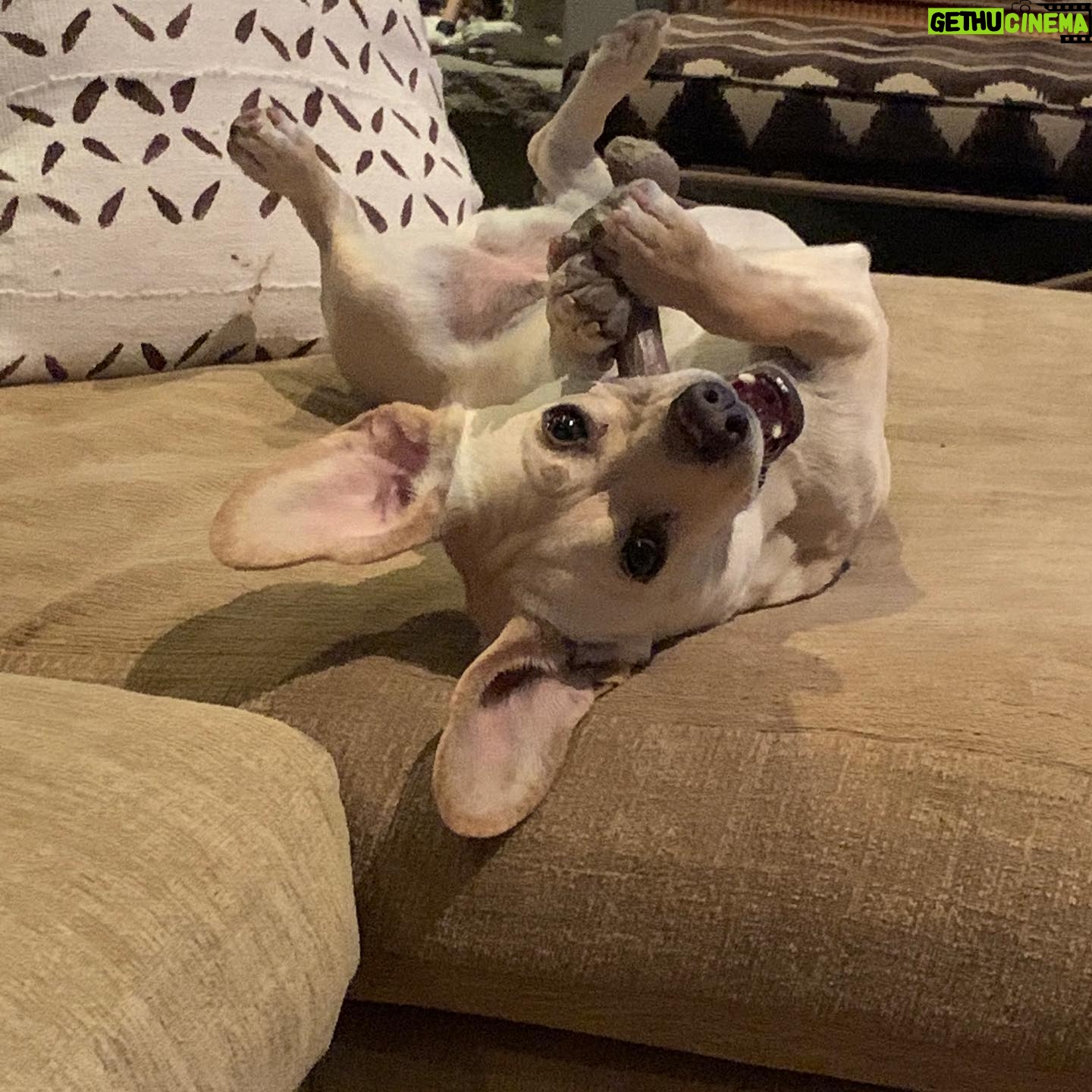 Jaime Bergman - 1.9K Likes - Look at her now! The good lord put me in the right spot to scoop her up when she was hit by a car. I will never forget that rainy day. Clearly a stray that had puppies. My husband is the BEST willing to pay for her medical bills, and give her all that was needed to keep her alive. Gucci... expensive, but loved. Happy anniversary bringing you unexpectedly into our home, but so worth it.