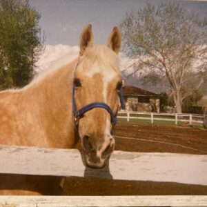 Jaime Bergman Instagram - We were both naturally blonde 👱‍♀️👱‍♂️. This guy will always be in my heart.  I miss you  3rd pick was my backyard growing up.  #fbf #dayofthehorse #nationaldayofthehorse