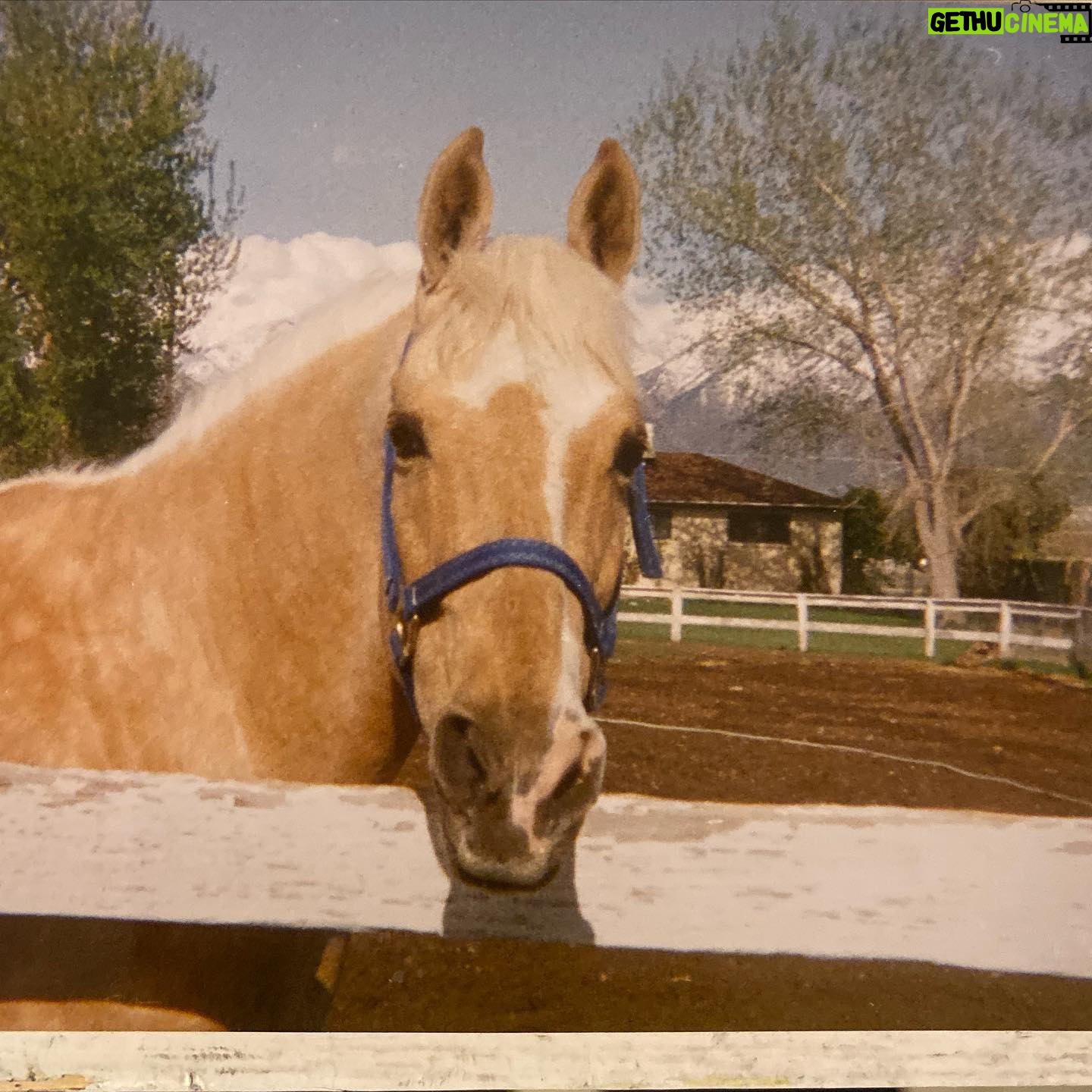 Jaime Bergman - 1.9K Likes - We were both naturally blonde š±āāļøš±āāļø. This guy will always be in my heart. I miss you 3rd pick was my backyard growing up. #fbf #dayofthehorse #nationaldayofthehorse