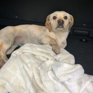 Jaime Bergman Instagram - Look at her now!  The good lord put me in the right spot to scoop her up when she was hit by a car.  I will never forget that rainy day.  Clearly a stray that had puppies.  My husband is the BEST willing to pay for her medical bills, and give her all that was needed to keep her alive.  Gucci... expensive, but loved.  Happy anniversary bringing you unexpectedly into our home, but so worth it.