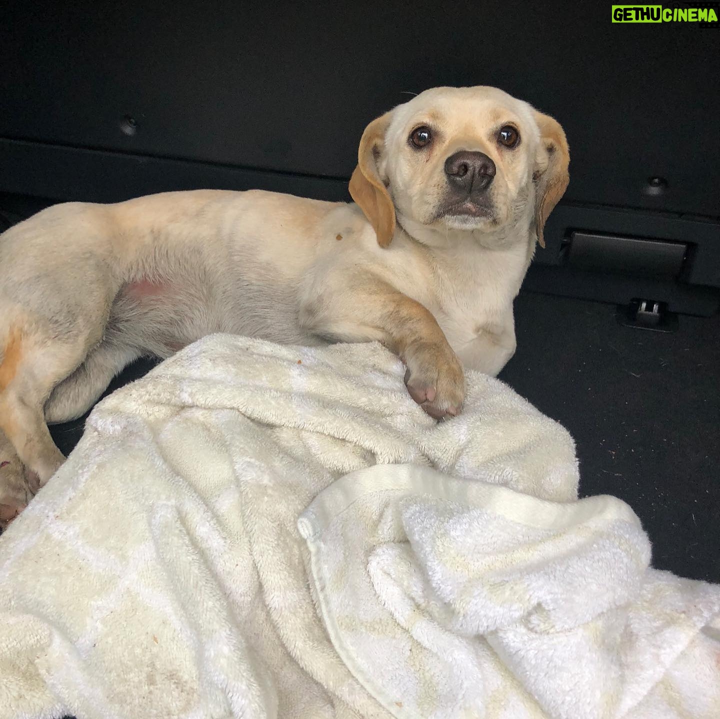 Jaime Bergman - 1.9K Likes - Look at her now! The good lord put me in the right spot to scoop her up when she was hit by a car. I will never forget that rainy day. Clearly a stray that had puppies. My husband is the BEST willing to pay for her medical bills, and give her all that was needed to keep her alive. Gucci... expensive, but loved. Happy anniversary bringing you unexpectedly into our home, but so worth it.